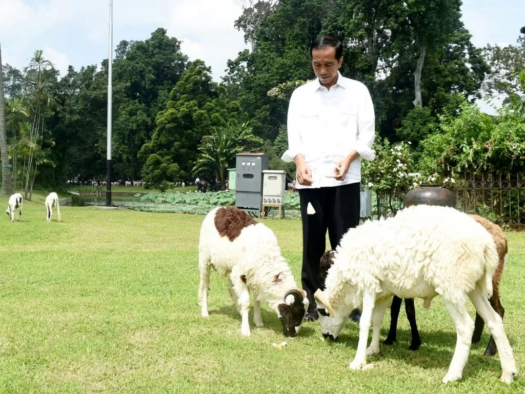 Kambing Gemuk Pak Jokowi