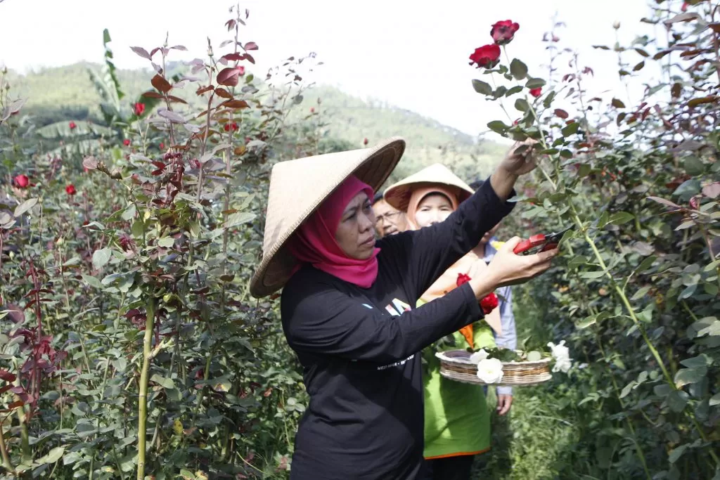 Sekuntum Mawar Merah Dari Khofifah