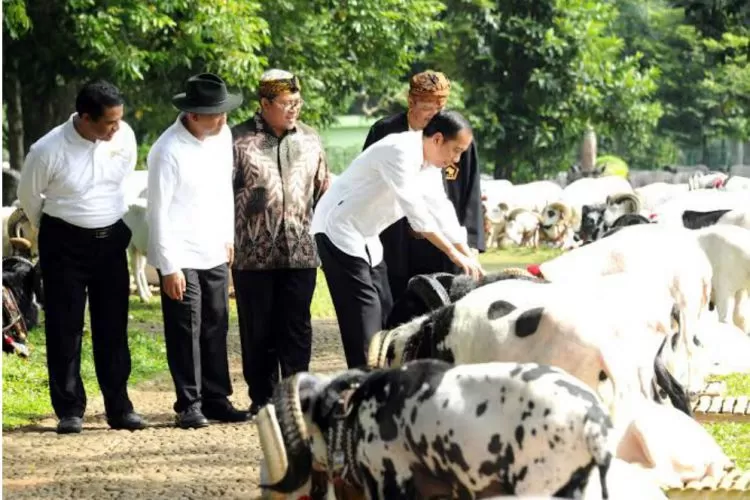 Kubu Jokowi Tenggak Obat Kuat