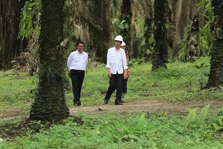 Jokowi, Ironi Cantik Kelapa Sawit