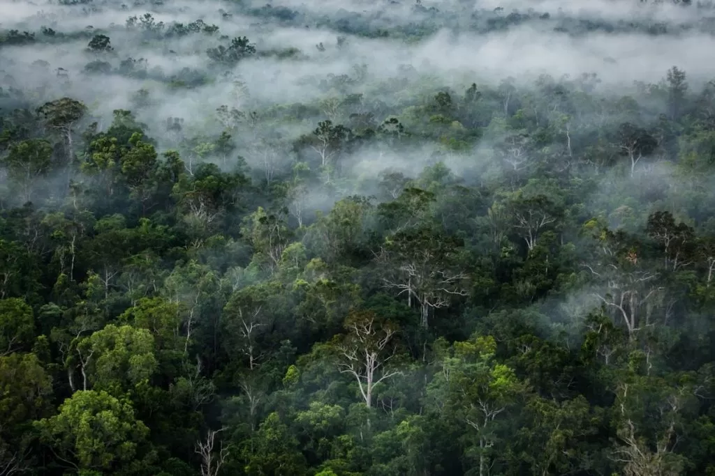 Korindo dan Ironi Hutan Papua