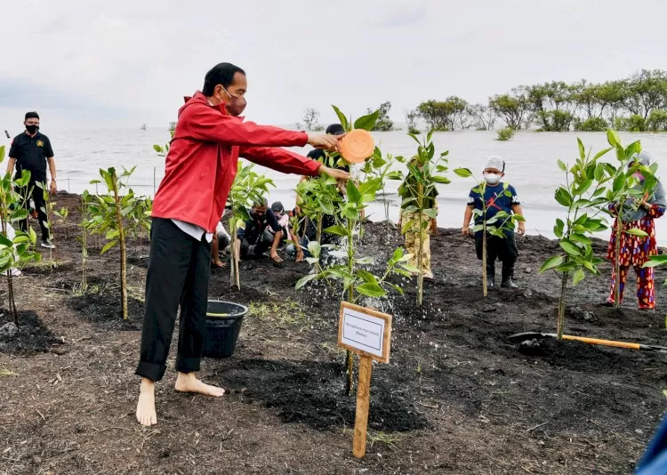 Mengapa Jokowi Hanya Singgung Mangrove?